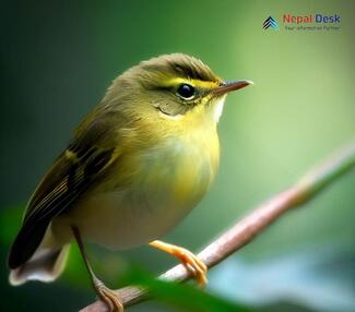 Tickell's Leaf Warbler - Phylloscopus affinis