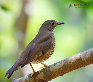 Tickell's Thrush - Turdus unicolor