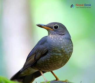 Tickell's Thrush - Turdus unicolor