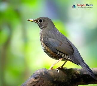 Tickell's Thrush - Turdus unicolor