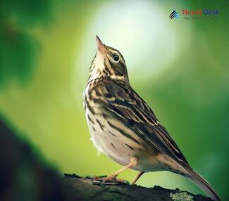 Tree Pipit - Anthus trivialis