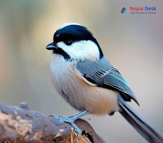 Turkestan Tit - Parus bokharensis