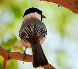 Turkestan Tit - Parus bokharensis