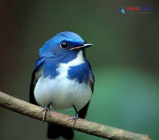 Ultramarine Flycatcher - Ficedula superciliaris