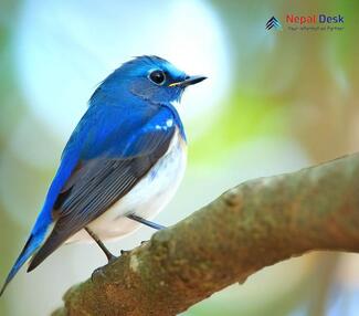 Ultramarine Flycatcher - Ficedula superciliaris