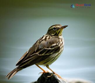 Water Pipit_Anthus spinoletta