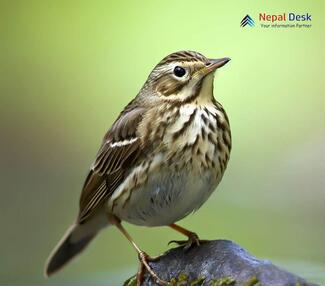 Water Pipit_Anthus spinoletta