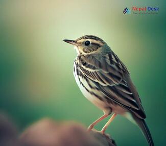 Water Pipit_Anthus spinoletta