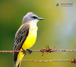 Western Kingbird - Tyrannus verticalis