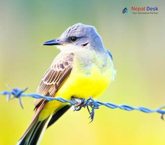 Western Kingbird - Tyrannus verticalis