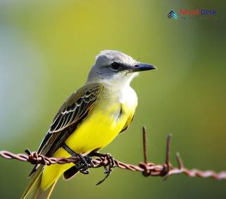Western Kingbird - Tyrannus verticalis