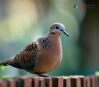 Western Spotted Dove - Spilopelia suratensis