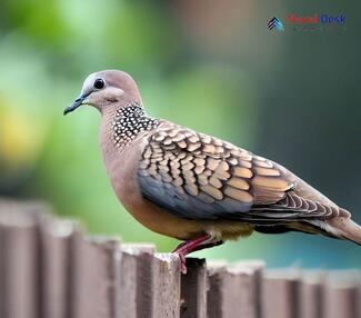 Western Spotted Dove - Spilopelia suratensis