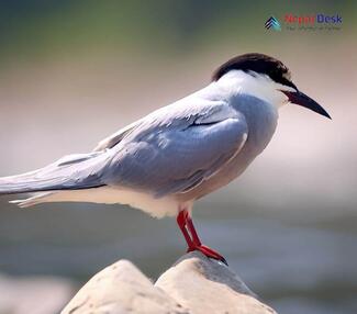 Whiskered Tern - Chlidonias hybrida