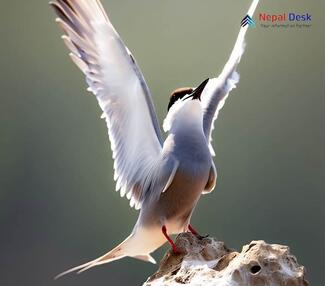 Whiskered Tern - Chlidonias hybrida