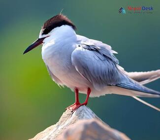 Whiskered Tern - Chlidonias hybrida