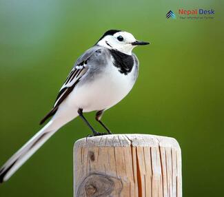 White Wagtail - Motacilla alba