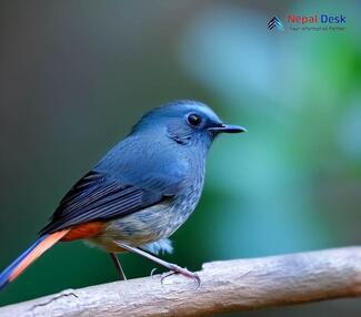 White-bellied Redstart - Luscinia phaenicuroides