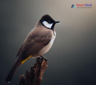 White-eared Bulbul_Pycnonotus leucotis