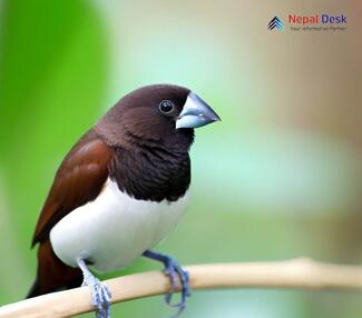 White-rumped Munia_Lonchura striata