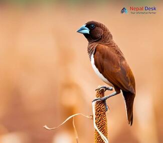 White-rumped Munia_Lonchura striata