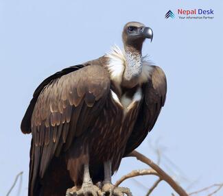 White-rumped Vulture_Gyps bengalensis