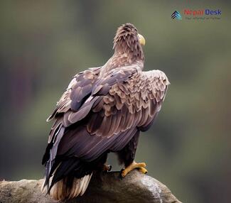 White-tailed Eagle_Haliaeetus albicilla