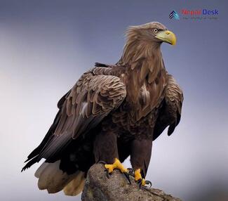 White-tailed Eagle_Haliaeetus albicilla