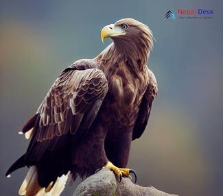 White-tailed Eagle_Haliaeetus albicilla