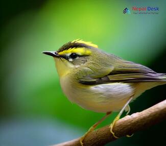 White-tailed Leaf Warbler - Phylloscopus davisoni