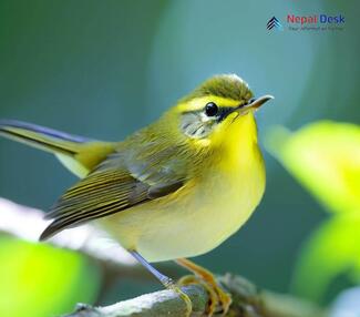 White-tailed Leaf Warbler - Phylloscopus davisoni