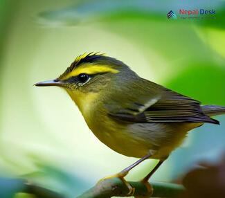 White-tailed Leaf Warbler - Phylloscopus davisoni