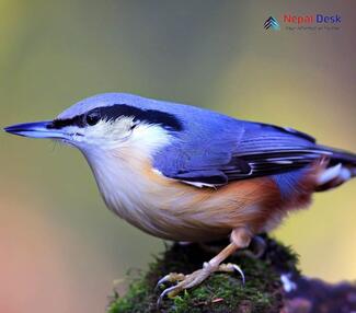 White-tailed Nuthatch - Sitta himalayensis