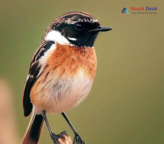 White-tailed Stonechat - Saxicola leucurus