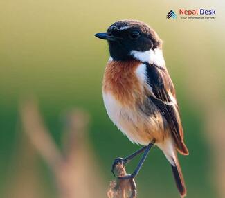 White-tailed Stonechat - Saxicola leucurus