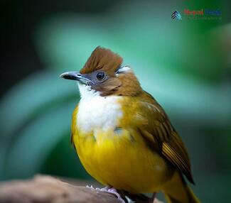 White-throated Bulbul - Alophoixus flaveolus