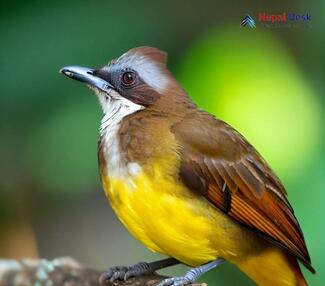 White-throated Bulbul - Alophoixus flaveolus