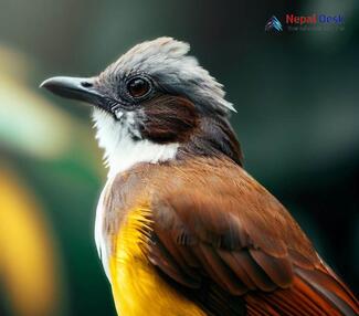 White-throated Bulbul - Alophoixus flaveolus