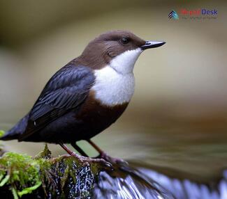 White-throated Dipper_Cinclus cinclus