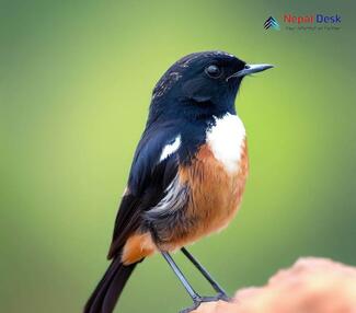 White-throated bush chat_Saxicola insignis