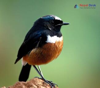 White-throated bush chat_Saxicola insignis