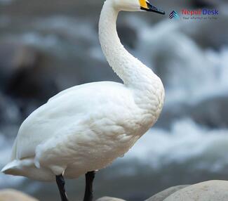 Whooper Swan_Cygnus cygnus