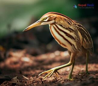 Yellow Bittern_Ixobrychus sinensis