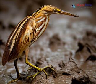 Yellow Bittern_Ixobrychus sinensis