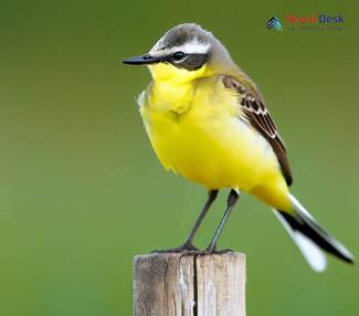 Yellow Wagtail_Motacilla flava