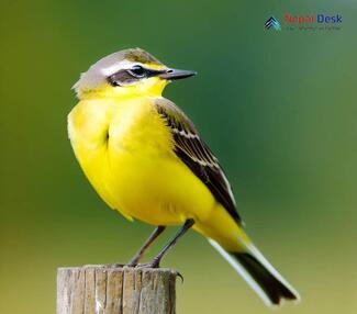 Yellow Wagtail_Motacilla flava