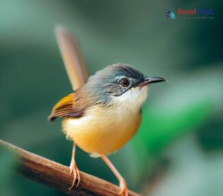 Yellow-bellied Prinia_Prinia flaviventris