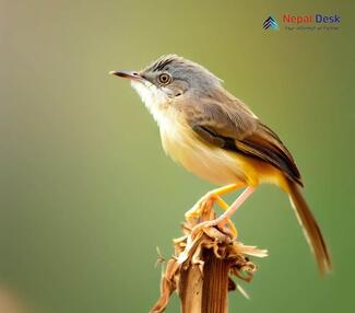 Yellow-bellied Prinia_Prinia flaviventris