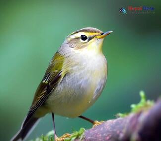 Yellow-browed Warbler_Phylloscopus inornatus