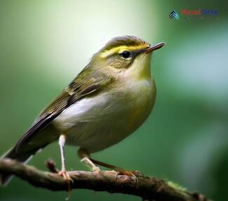 Yellow-browed Warbler_Phylloscopus inornatus